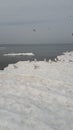 Gulls on the frozen shore of the Baltic Sea