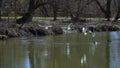 Gulls fussily fly over the water surface of the river and collect food