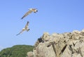 Gulls jumped off the cliff