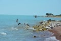 Gulls on lake Balkhash