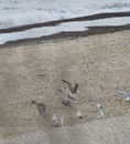 Gulls landing on sandy beach Royalty Free Stock Photo