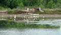 Gulls (Laridae) are looking for food in the waters