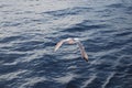 A seagull flying on the Aegean Sea