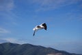 A seagull flying on the Aegean Sea