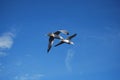 A seagull flying on the Aegean Sea