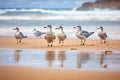 gulls lined up on a sandy shore with waves rolling in the background