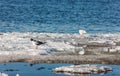 Gulls on melting ice floe