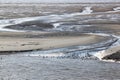 Gulls upon mudflats of Waddenzee, Holland Royalty Free Stock Photo