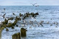 Gulls near the piles of the old destroyed breakwater Royalty Free Stock Photo