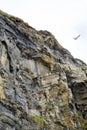 Gulls nesting on a cliff face Royalty Free Stock Photo