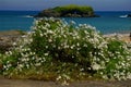 gulls nesting rock near a beach in spain