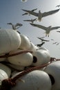 Gulls over fishing tackle Royalty Free Stock Photo