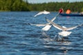 Sea gulls take off from water Royalty Free Stock Photo