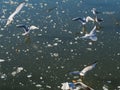 Gulls over frozen lake