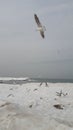 Gulls over the frozen winter sea shore