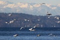 Gulls over Puget Sound