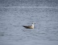 seagull flying over the sea Gulls over the sea. Seagulls in flight. Royalty Free Stock Photo