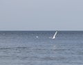 seagull flying over the sea Gulls over the sea. Seagulls in flight. Royalty Free Stock Photo