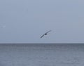 seagull flying over the sea Gulls over the sea. Seagulls in flight. Royalty Free Stock Photo