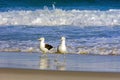 Gulls over waterline at Devil beach