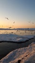 Gulls over the winter Baltic Sea