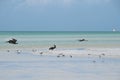 Gulls and pelicans fly over the water Royalty Free Stock Photo