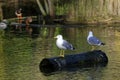 Gulls perched on a dead trunk Royalty Free Stock Photo