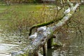 Gulls perched in a row on a fallen tree on a lake in Cornwall Royalty Free Stock Photo