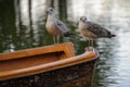 Gulls perched on a boat