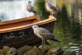 Gulls perched