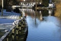 Gulls in Ribe, Denmark