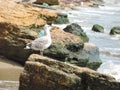 Gulls on the rocks