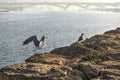 Gulls on the rocks of the Gulf coast of the Pacific Ocean in the city of SalÃÂ© (Morocco)