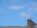 Gulls on the roof Royalty Free Stock Photo