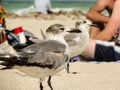 Gulls on the sand between sunbathers. Royalty Free Stock Photo