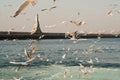 Gulls on Sea - Istanbul Royalty Free Stock Photo