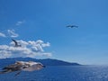 Gulls or Seagull birds flight with blue sky nad Thassos island in the background Royalty Free Stock Photo