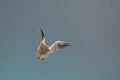 Gulls or seagulls acrobatic - Macedonia