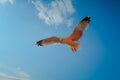 Gulls or seagulls acrobatic - Macedonia