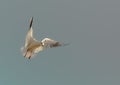 Gulls or seagulls acrobatic - Macedonia