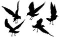 Gulls, seagulls, birds flying on white background, vector illustration drawing