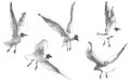 Gulls, Seagulls, Birds Flying On White Background, Vector Illustration Drawing
