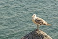 Gulls or seagulls are seabirds .seagulls in nature. Royalty Free Stock Photo