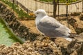 Gulls or seagulls are seabirds .seagulls in nature. Royalty Free Stock Photo