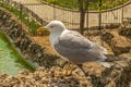 Gulls or seagulls are seabirds .seagulls in nature. Royalty Free Stock Photo