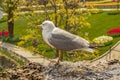 Gulls or seagulls are seabirds .seagulls in nature. Royalty Free Stock Photo