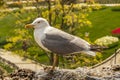 Gulls or seagulls are seabirds .seagulls in nature. Royalty Free Stock Photo