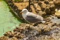 Gulls or seagulls are seabirds .seagulls in nature. Royalty Free Stock Photo