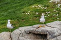 Gulls or seagulls are seabirds .seagulls in nature. Royalty Free Stock Photo