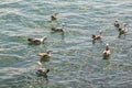 Gulls or seagulls are seabirds .seagulls in nature. Royalty Free Stock Photo